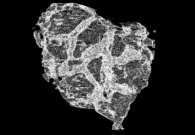 Trezona Fossil Reconstruction